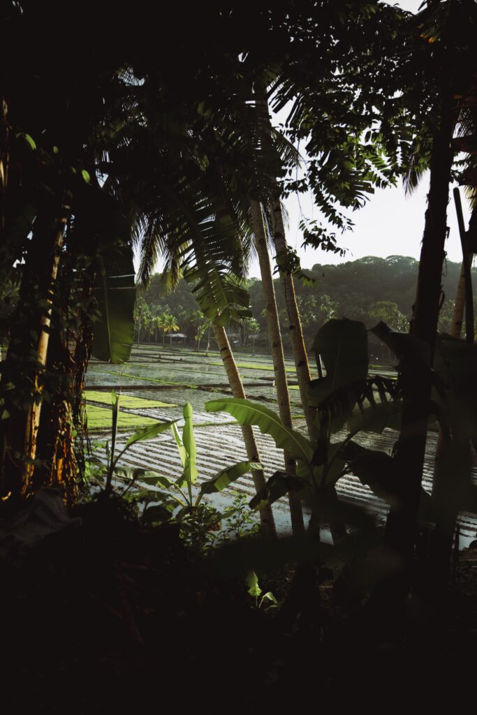 Rizière à Siquijor